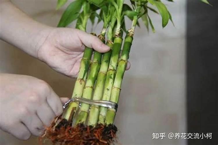 水养富贵竹怎么施肥