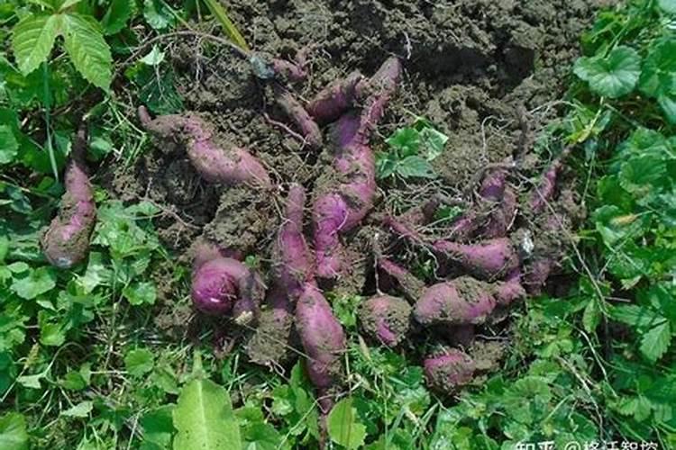 苹果树8月份施什么肥