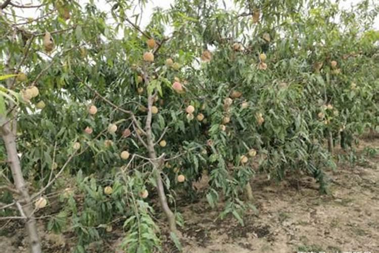 富川脐橙简介及详细资料