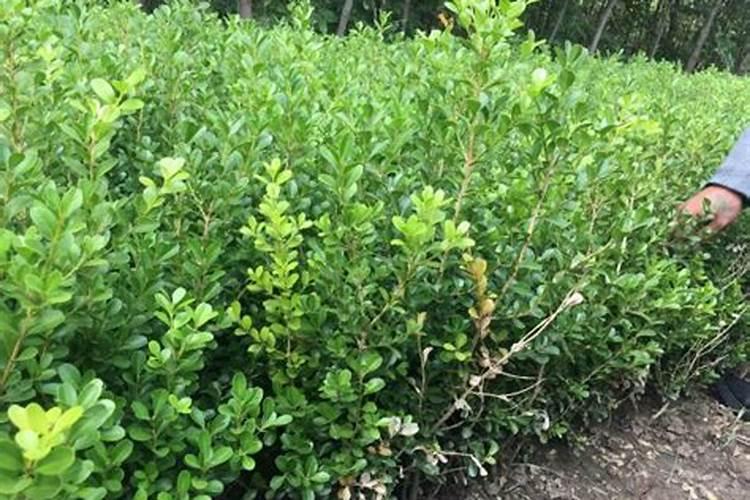 柑橘着色增红早熟技术