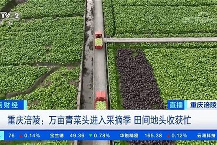 用什么农药能除掉花生地里的三角草而不伤害华生