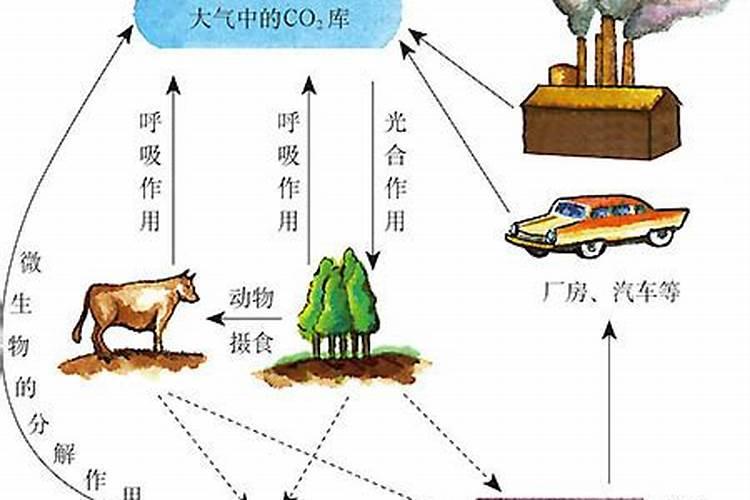 兰花需要什么肥料？