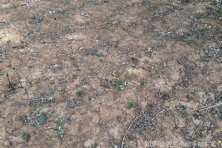 页面打黄瓜叶面打钙肥是上午打还是下午打好？