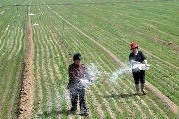 糖醇钙镁朋铁锌在桔柑园什么时候用好