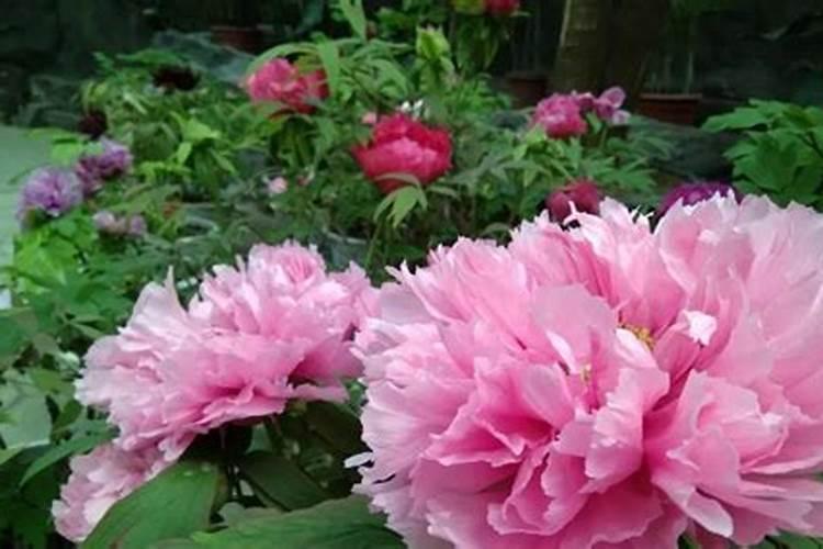 玉米施追肥用硫酸锌铵好吗？