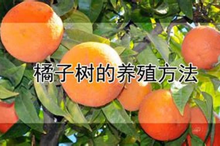盆栽橘子树上什么样的肥料最好？