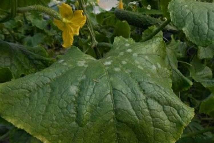 绿陇生物全国排名