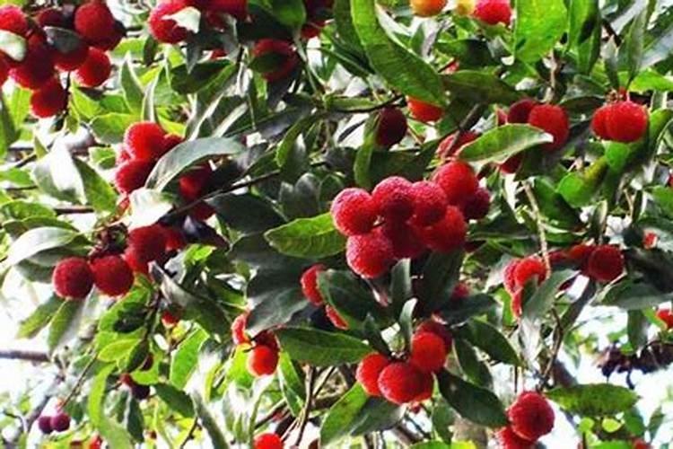 芸苔素内酯可以滴灌冲施吗一亩地冲是多少？