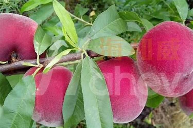 桃子成熟前多少天施钾肥