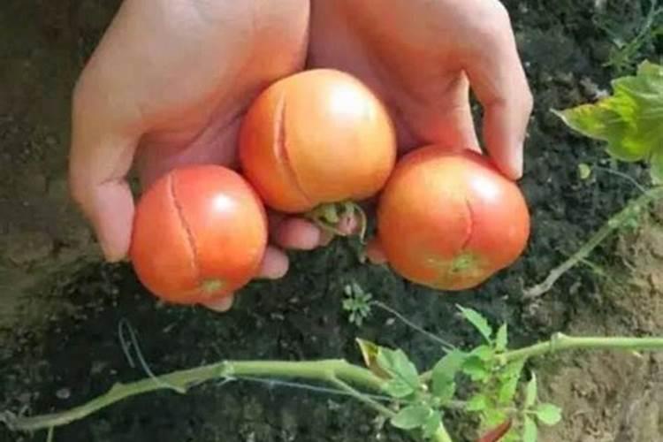 恶霉灵和甲霜恶霉灵哪个好
