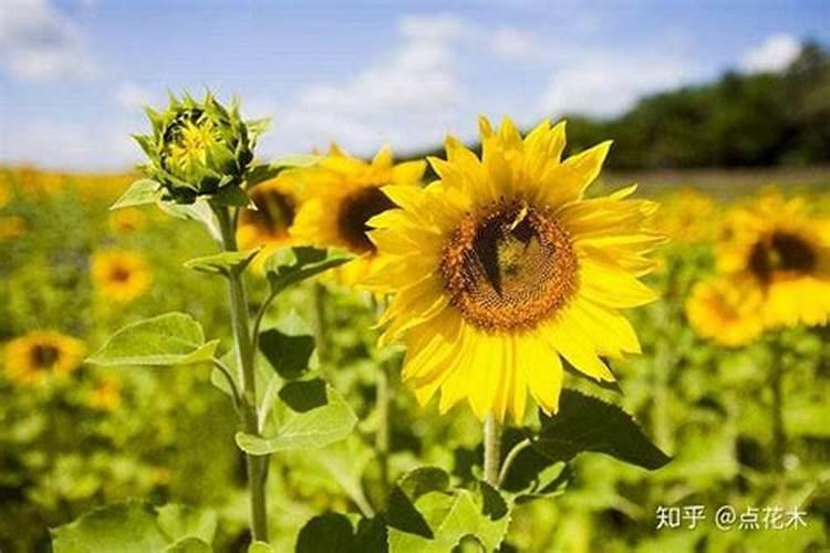 刚栽的月季花几天浇一次水