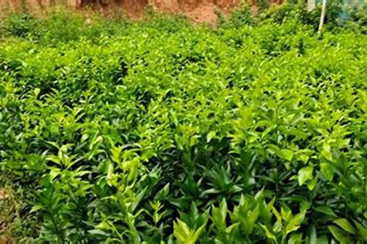 龙眼冬天怎么浇水施肥 龙眼冬天如何浇水施肥