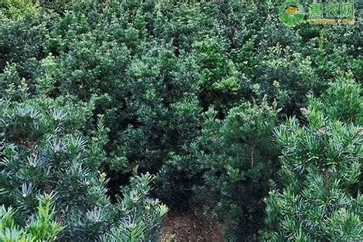 罗汉松矮化增粗