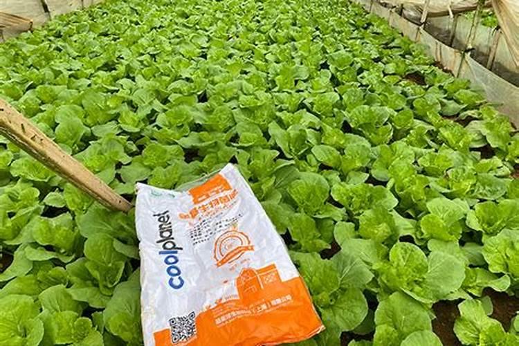 柑橘什么时候补钙