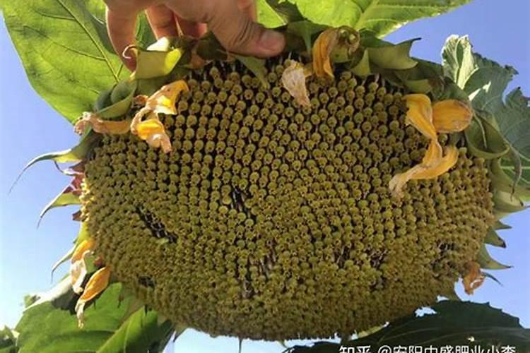 向日葵怎么施肥,向日葵要施什么肥好/农家肥为主