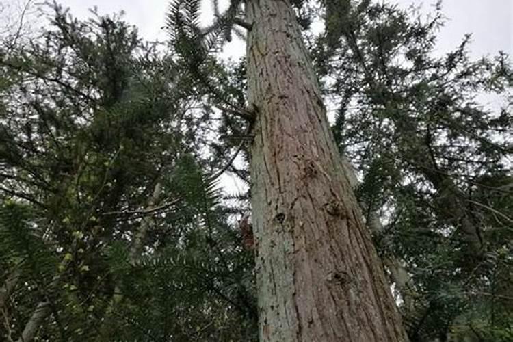 熟石灰怎么判断变质了 熟石灰如何判断变质了