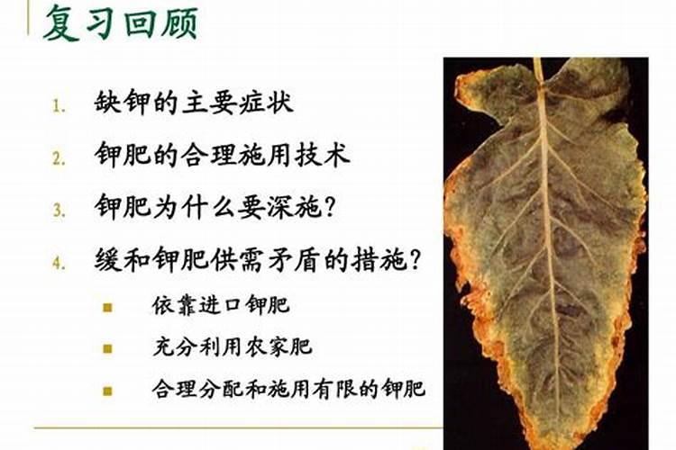 栀子花用什么肥料好？