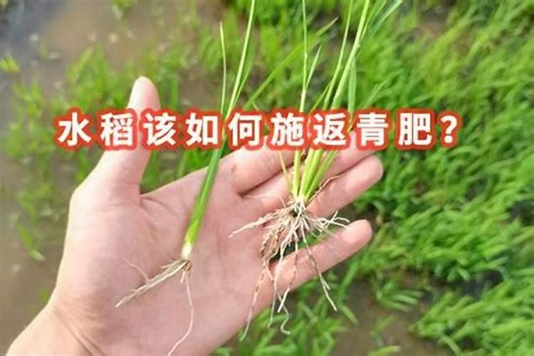 中国最好的水稻专用肥