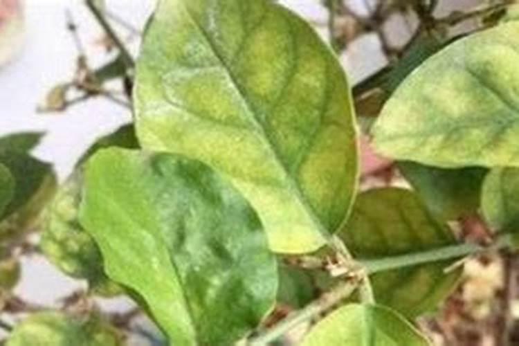 高梁高产栽培技术