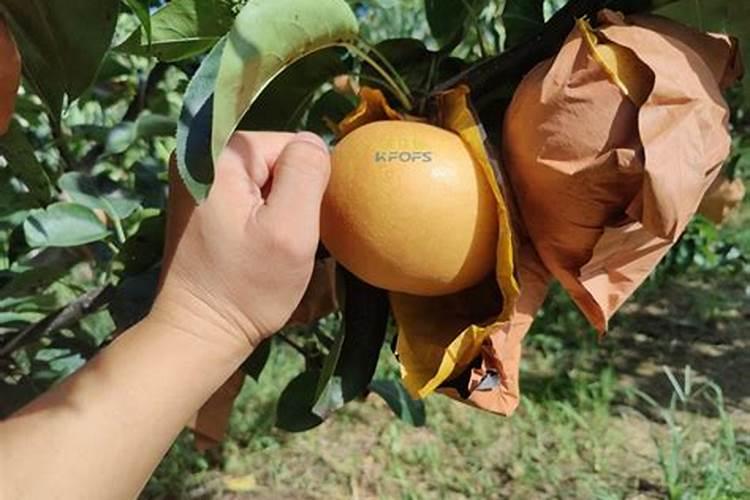 大蒜最忌讳的肥料