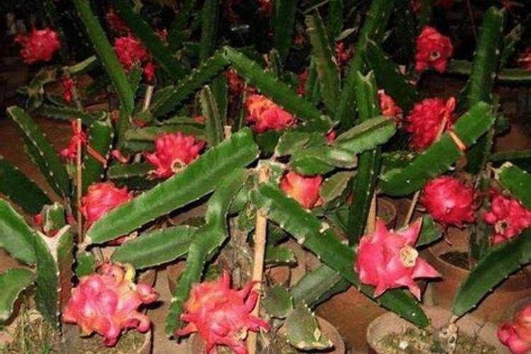 花草浇什么肥料合适