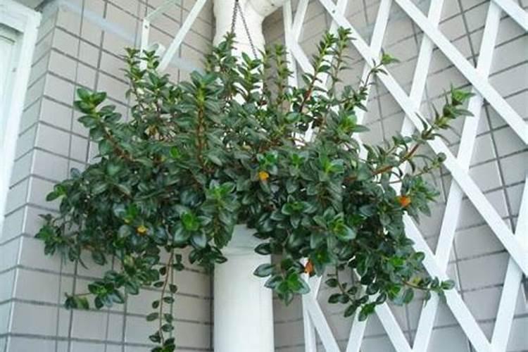 水培吊兰要不要施肥