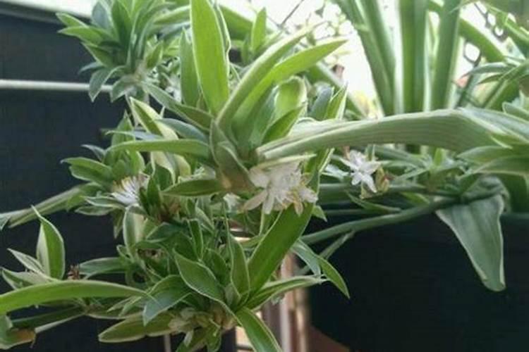 百万心吊兰施什么肥？