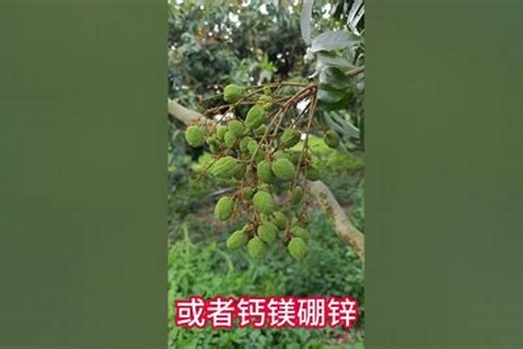 盆栽扶桑花怎么施肥 具体方法是什么