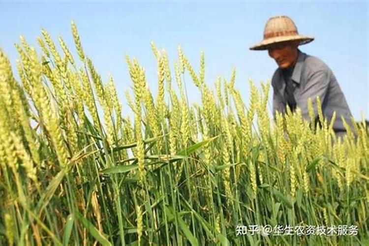 什么肥种麦子好