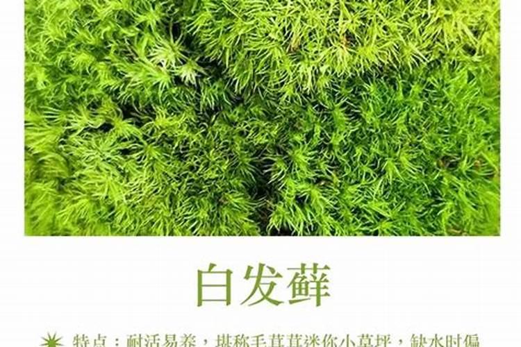 生姜常见施肥误区 生姜怎么施肥