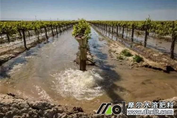 叶面肥什么时候打合适