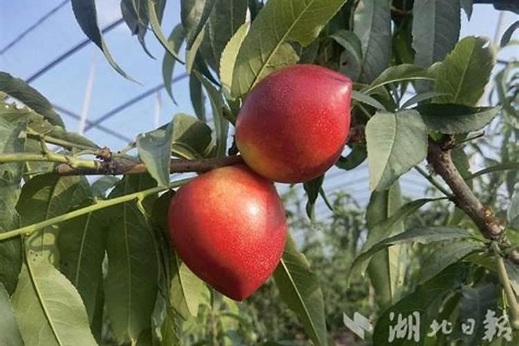 水稻三遍肥最佳时间