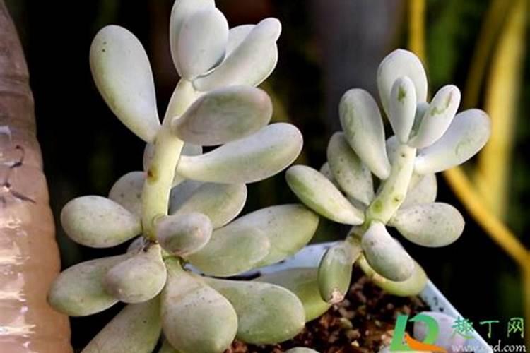 磷酸二氢钾叶面肥有毒吗