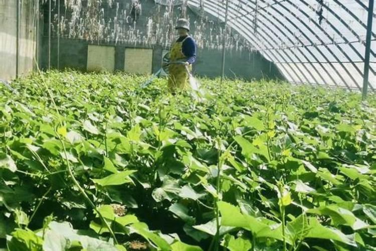 龙须菜怎么施肥 龙须菜施肥技巧总结