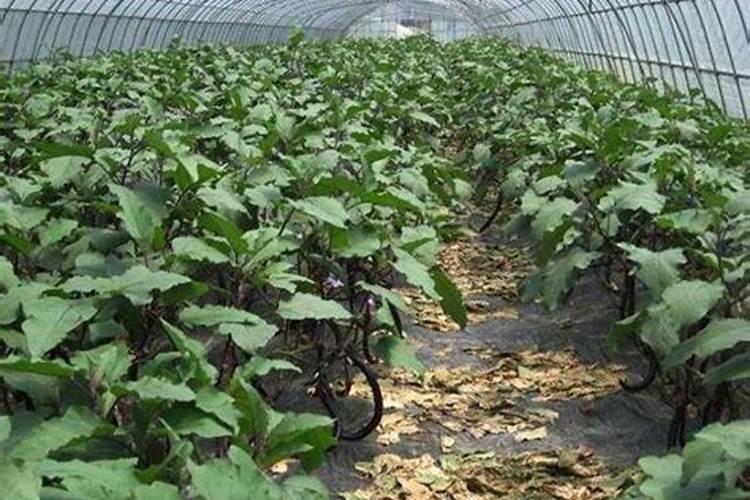 最贵的玉米叶面肥1000克的多少钱一瓶