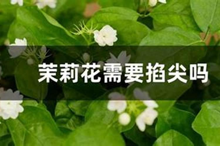 牡丹花叶子下垂,补救的方法你有哪些了解呢？