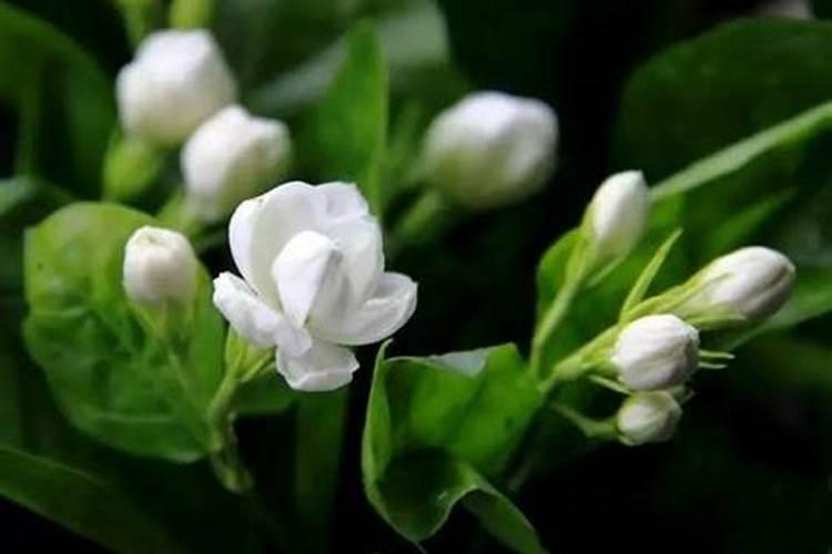茉莉花怎么施肥施什么肥
