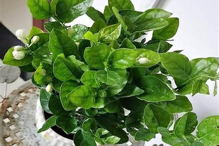 什么是铵态氮肥