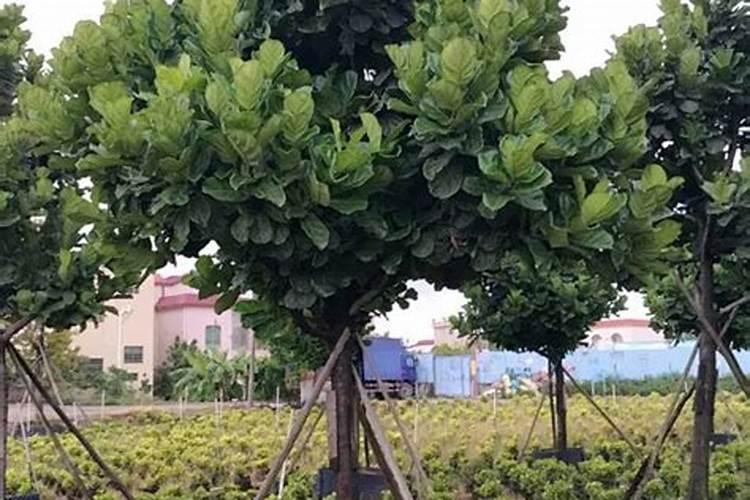 芸苔素内酯如何兑水