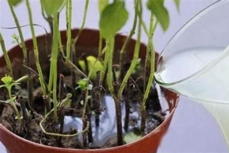 花生三遍药什么时候打呢？