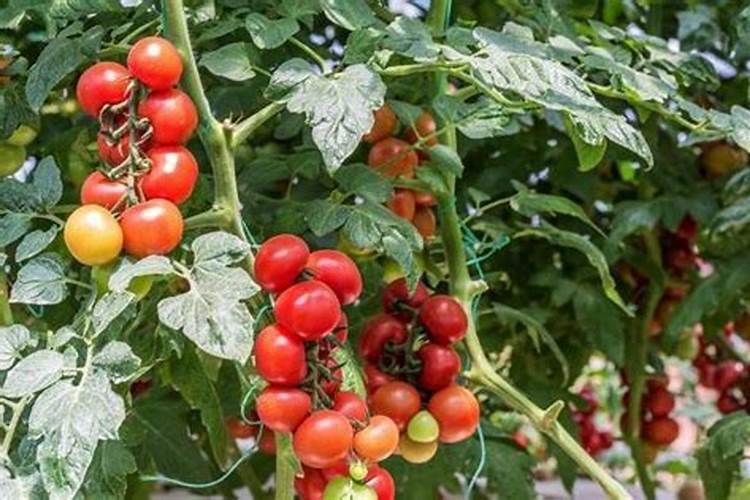 复合肥有没有舍钾肥和钙肥？