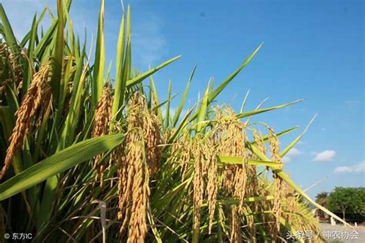 哪些植物适合氮肥