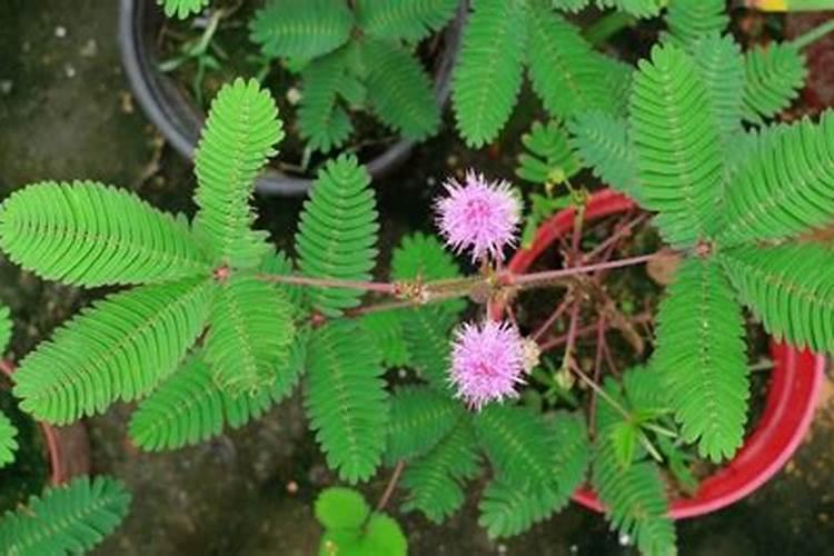 茉莉花施肥时间和方法