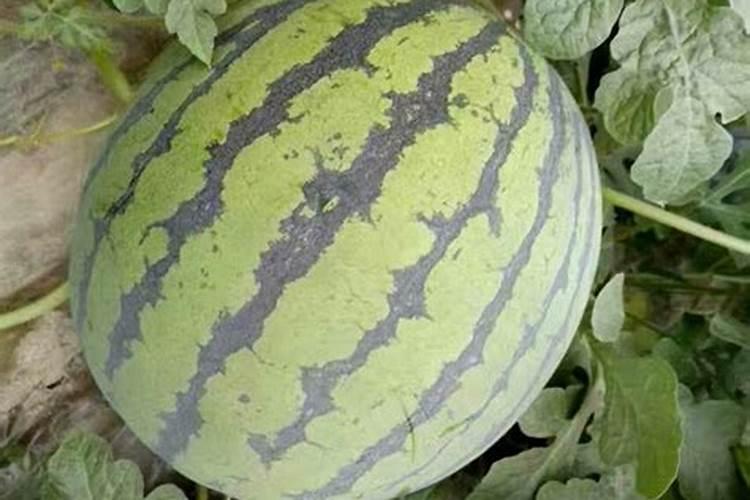 西瓜施用叶面肥需注意哪些问题？