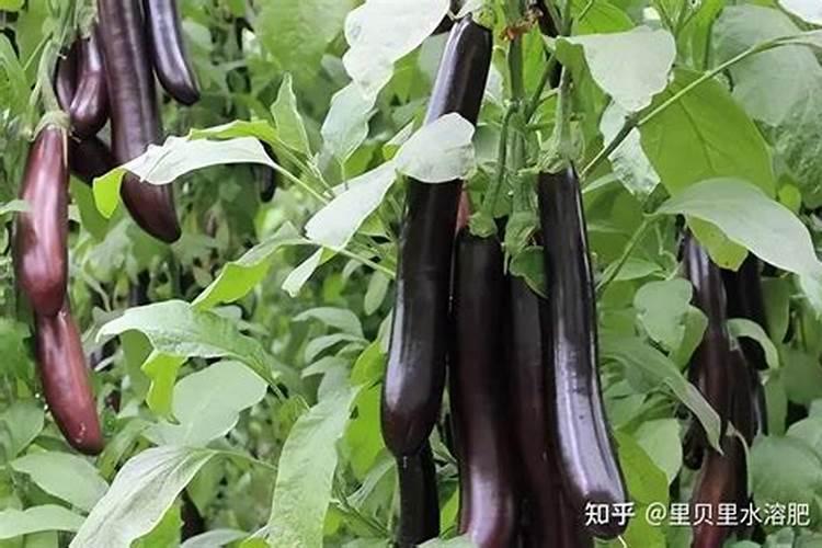 茄子苗如何移栽才能高产？