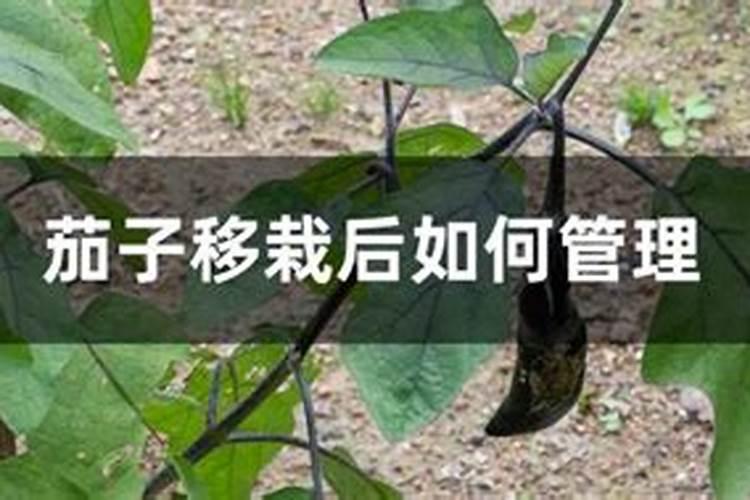 暖棚茄子变色跟放棉被有关系吗？