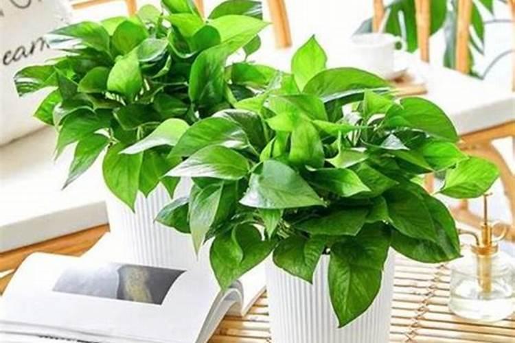 大豆油能不能当肥料上地？