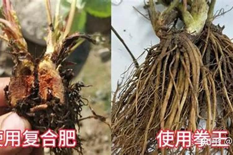 水溶肥的前景真的那么好么？
