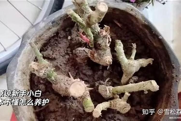 月季施肥和打药要错开时间吗