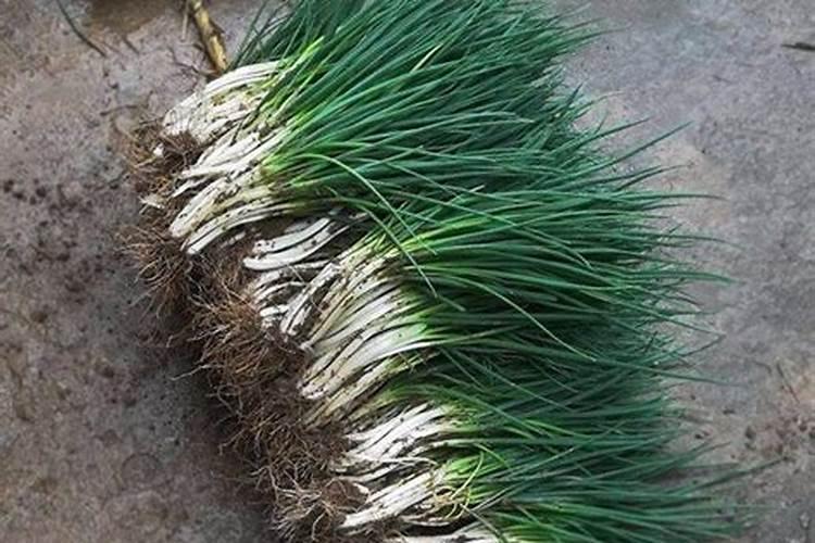种植水稻,插秧后几天下肥比较好呢？用什么肥好？